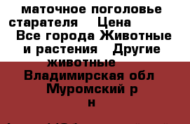 маточное поголовье старателя  › Цена ­ 2 300 - Все города Животные и растения » Другие животные   . Владимирская обл.,Муромский р-н